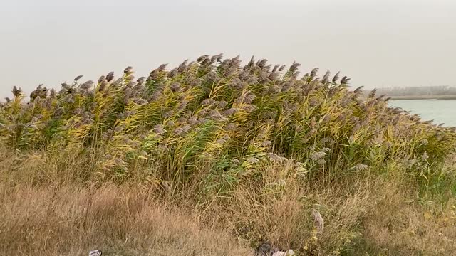 芦苇在强风中飘动。秋天阴天的草原上的草被飓风吹弯了。坏天气。俄罗斯伏尔甘顿斯克的罗斯托夫地区刮暴风。慢动作视频。副本的空间。视频素材