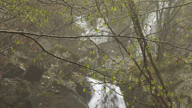 春天山毛榉林中的瀑布视频素材