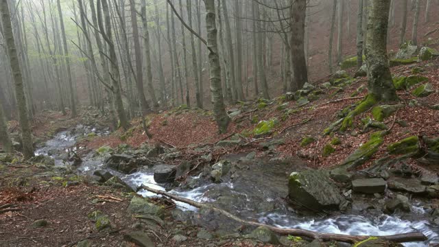 春天的山毛榉林中小溪视频素材