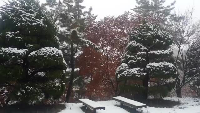 在冬季降雪季节，公园里的地面和树木的景色视频素材