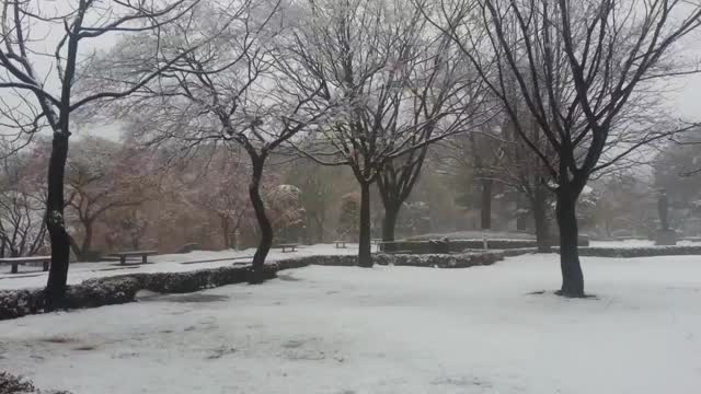 在冬季降雪季节，公园里的地面和树木的景色视频素材