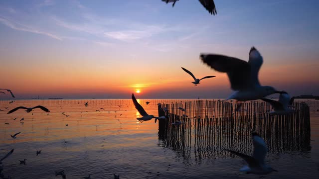 风景剪影海鸥鸟群在美丽的天空，在海面上飞在冬季日落粼粼波光。野鸟，自由和美丽的自然在晚上的概念视频素材