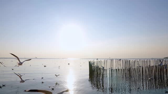 风景剪影海鸥鸟群在美丽的天空，在海面上飞在冬季日落粼粼波光。野鸟，自由和美丽的自然在晚上的概念视频素材