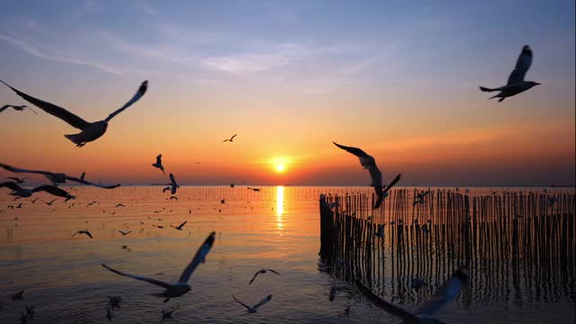 风景剪影海鸥鸟群在美丽的天空，在海面上飞在冬季日落粼粼波光。野鸟，自由和美丽的自然在晚上的概念视频素材