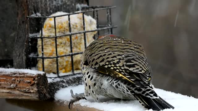 黄色杆状北方闪烁在降雪或暴风雨期间视频素材