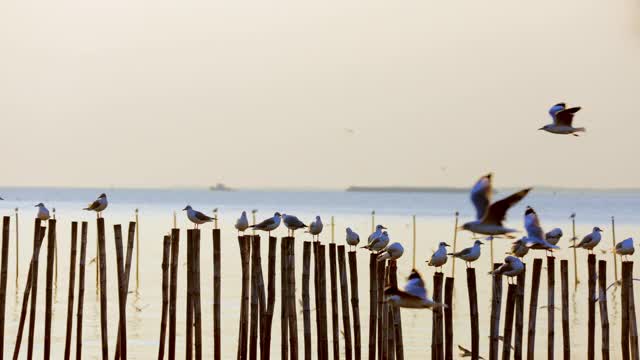 风景剪影海鸥鸟群在美丽的天空，在海面上飞在冬季日落粼粼波光。野鸟，自由和美丽的自然在晚上的概念视频素材