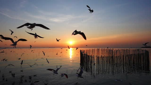 风景剪影海鸥鸟群在美丽的天空，在海面上飞在冬季日落粼粼波光。野鸟，自由和美丽的自然在晚上的概念视频素材