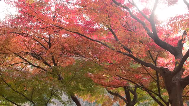 东京日本枫树的秋叶颜色视频素材