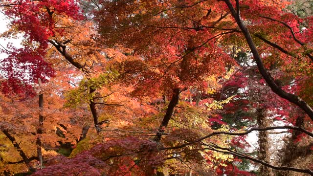 东京日本枫树的秋叶颜色视频素材