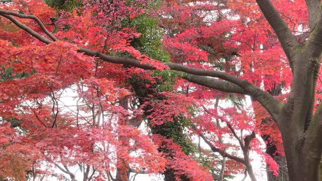 东京日本枫树的秋叶颜色视频素材