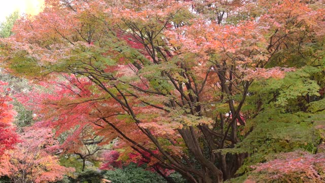 东京日本枫树的秋叶颜色视频素材