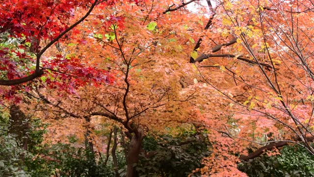 东京日本枫树的秋叶颜色视频素材