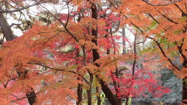 东京日本枫树的秋叶颜色视频素材