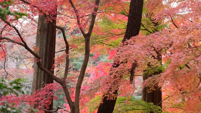 东京日本枫树的秋叶颜色视频素材