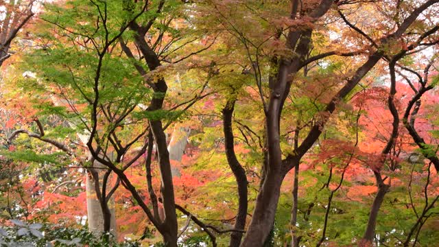 东京日本枫树的秋叶颜色视频素材