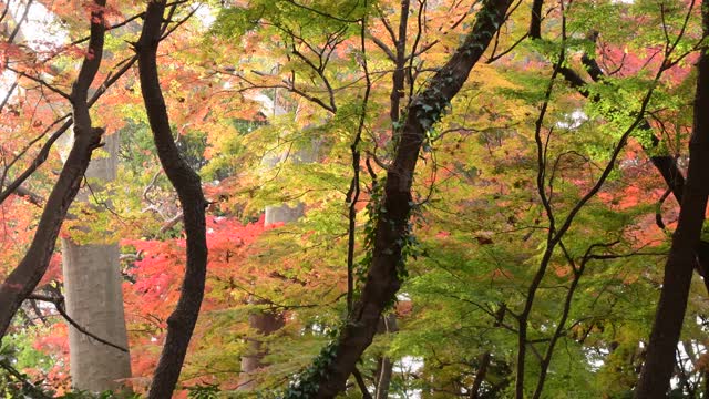 东京日本枫树的秋叶颜色视频素材