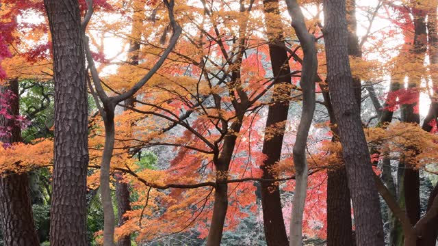 东京日本枫树的秋叶颜色视频素材