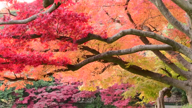 东京日本枫树的秋叶颜色视频素材