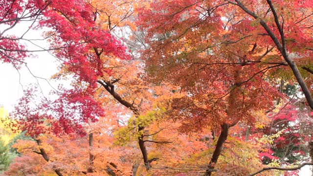 东京日本枫树的秋叶颜色视频素材