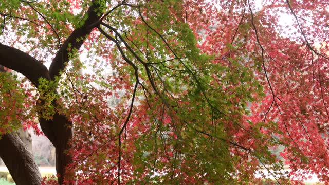 东京日本枫树的秋叶颜色视频素材