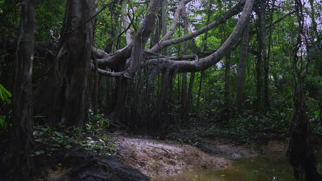 Khlong Sang Ne Phang Nga 的榕树根视频素材