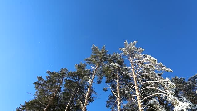 明亮的蓝色天空和树上的雪在一个寒冷的冬天的一天。摄像机圆周运动视频素材