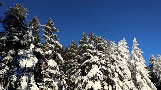 明亮的蓝色天空和树上的雪在一个寒冷的冬天的一天。摄像机圆周运动视频素材