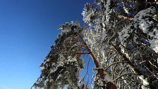 明亮的蓝色天空和树上的雪在一个寒冷的冬天的一天。摄像机圆周运动视频素材