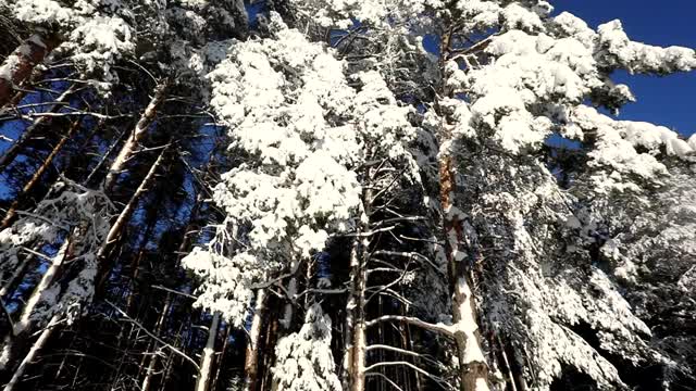 明亮的蓝色天空和树上的雪在一个寒冷的冬天的一天。摄像机圆周运动视频素材