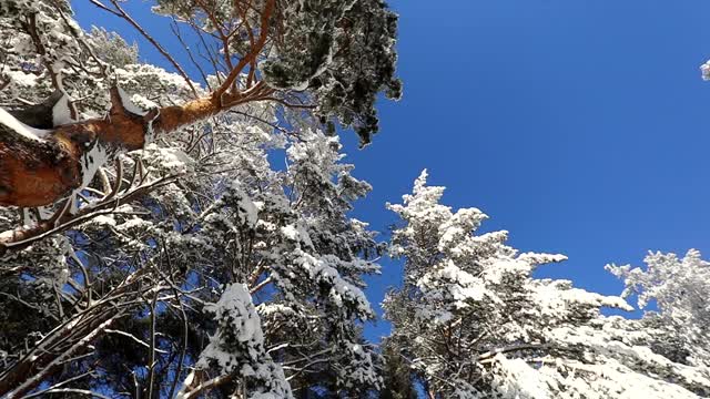 明亮的蓝色天空和树上的雪在一个寒冷的冬天的一天。摄像机圆周运动视频素材