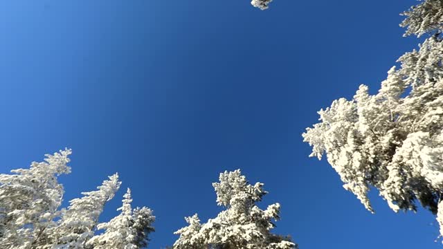 明亮的蓝色天空和树上的雪在一个寒冷的冬天的一天。摄像机圆周运动视频素材