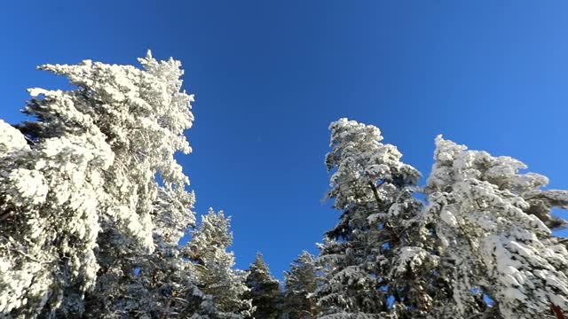 明亮的蓝色天空和树上的雪在一个寒冷的冬天的一天。摄像机圆周运动视频素材