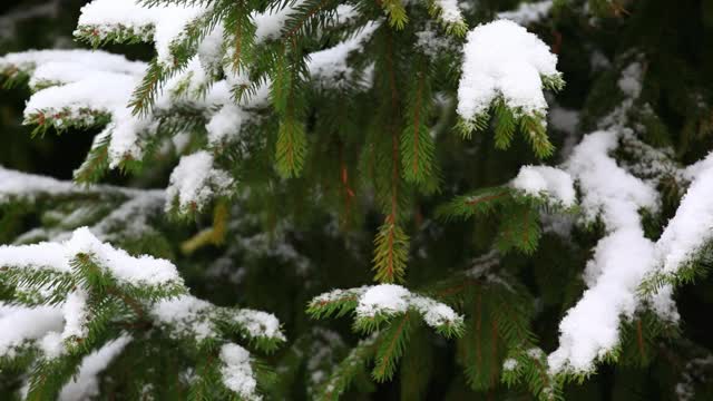 冷杉树雪的镜头视频素材