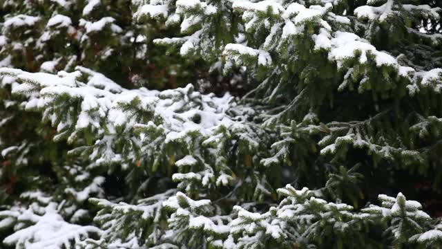 冷杉树雪的镜头视频素材