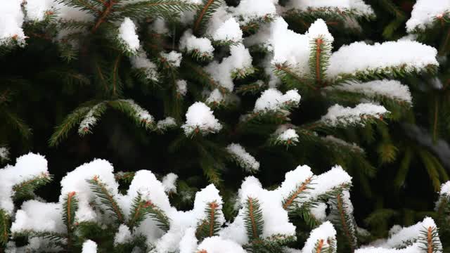 冷杉树雪的镜头视频素材