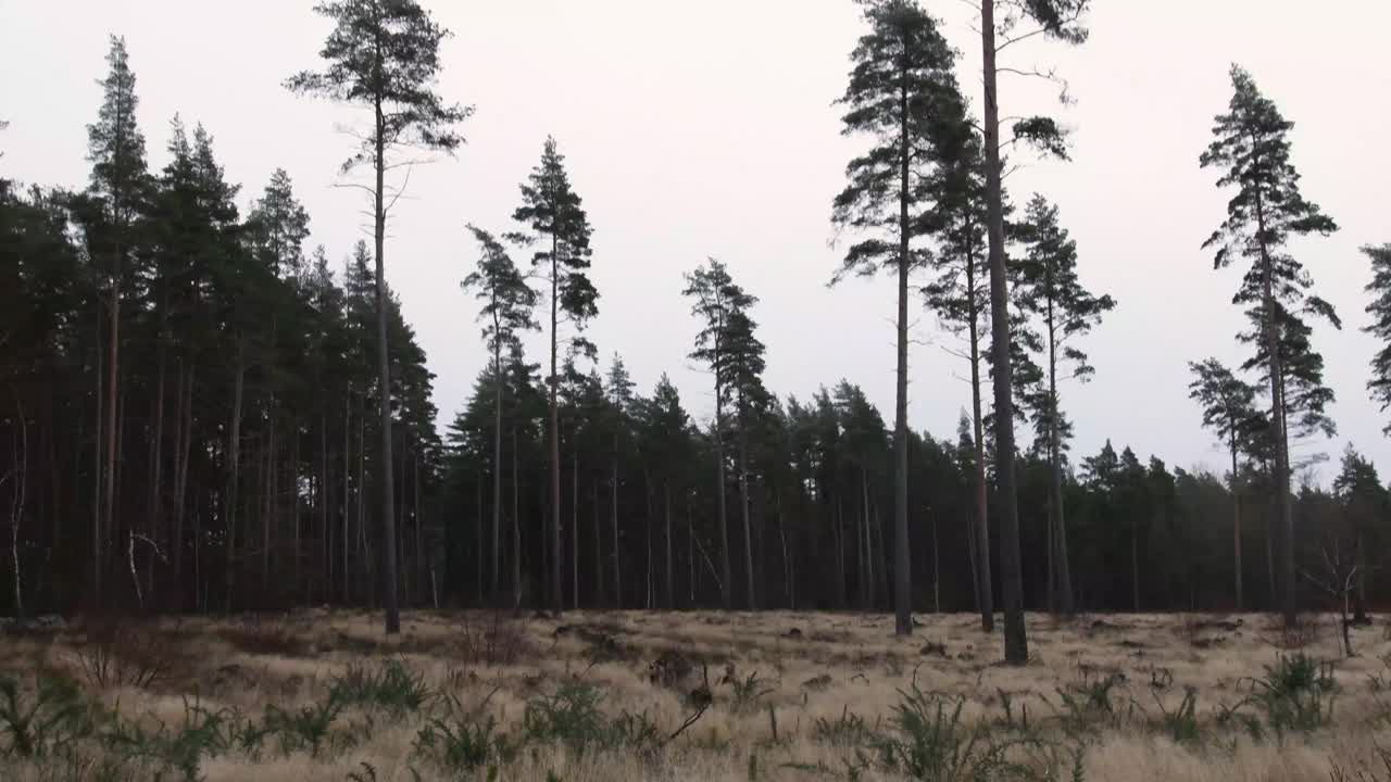 森林里的清晨，一年中第一次霜降已经来临视频素材