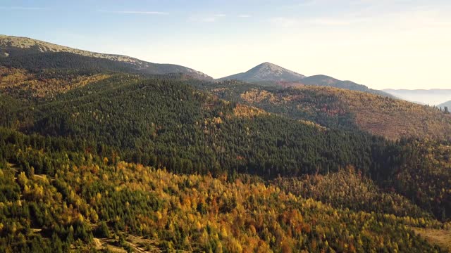鸟瞰图的秋季山景观与常绿的松树和黄色的秋天森林与雄伟的山脉在远处。视频素材