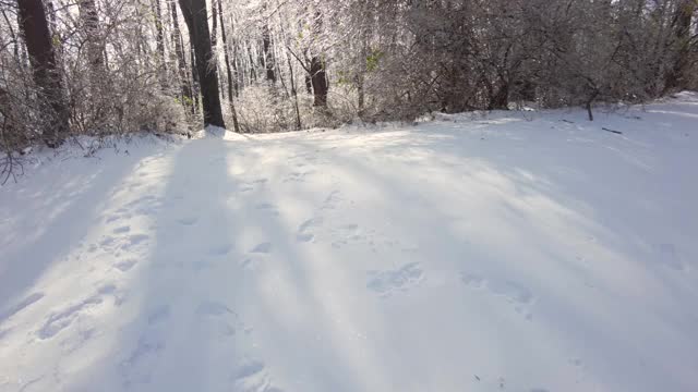 在积雪覆盖的森林小径上行走的镜头视频素材