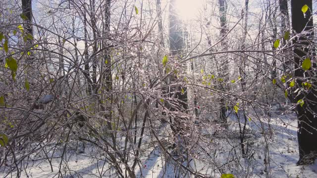 雪后冬天森林里的景色。高大的树木和树枝上覆盖着冰，而地面上则堆积着雪。视频素材