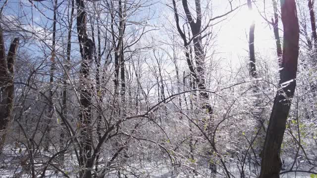 冬天的景观森林里到处都是冰雪视频素材