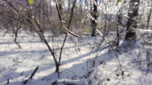 冬季大雪过后，小树枝上形成冰柱的特写镜头视频素材