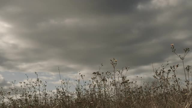 风景有云和高大的黄草，美丽的大自然在田野。雨云。视频素材