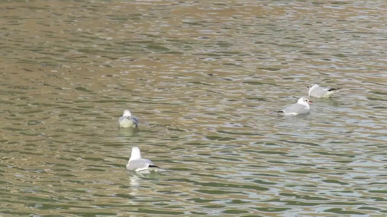 拉里纳视频素材