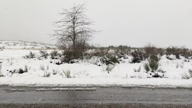 冬天的森林里飘着雪花，温柔的圣诞早晨飘着雪花。冬天的风景。白雪覆盖的trees.4K视频素材