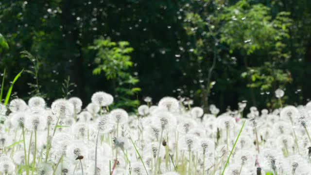 风会把蒲公英的种子吹到空中视频素材