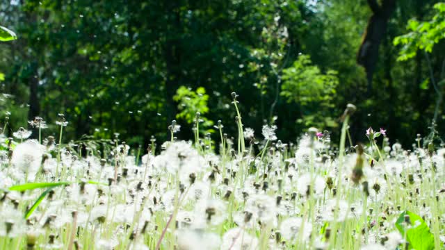 蒲公英种子在田野上盘旋视频素材