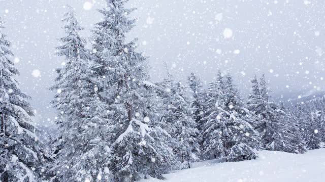 树枝上美丽的毛茸茸的雪。雪从云杉树枝上美丽地飘落。冬天的童话，树在雪中被囚禁。冬天下雪的镜头视频视频素材