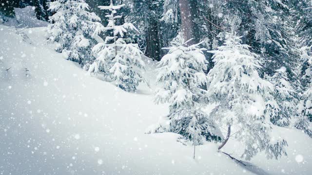 树枝上美丽的蓬松的雪。雪花从云杉树枝上美丽地飘落下来。冬天的童话，树在雪中囚禁。冬天下雪的录像视频素材