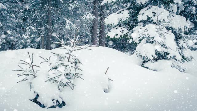 树枝上美丽的蓬松的雪。雪花从云杉树枝上美丽地飘落下来。冬天的童话，树在雪中囚禁。冬天下雪的录像视频素材