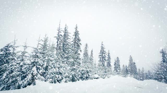 树枝上美丽的蓬松的雪。雪花从云杉树枝上美丽地飘落下来。冬天的童话，树在雪中囚禁。冬天下雪的录像视频素材